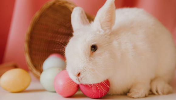 Se cree que el "conejo de Pascua" pintó huevos para hacer feliz a la gente. (Foto: Pexels)