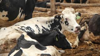 Ministerio de Desarrollo Agrario evalúa crear un fondo para el desarrollo de la cadena láctea