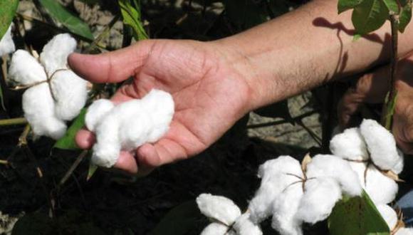 Perú alcanzaría este año las 15,000 hectáreas de algodón.