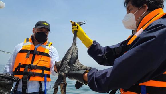 Aún no se sabe cuál ha sido el impacto del derrame de petróleo en la fauna marina. Foto: Sernanp.