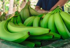 Expertos afirman que es el momento para prevenir hongo del banano en América