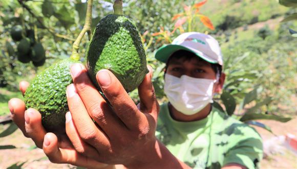 Se tiene proyectado 13 nuevos accesos al mercado internacional para los productos agrícolas peruanos este año. (Foto: Senasa)