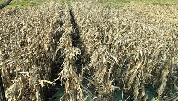 La producción de maíz de Estados Unidos en la campaña 2022-2023 ascenderá a 14,505 millones de bushels, frente a los 14,460 millones estimados el mes pasado, sobre la base de un rendimiento promedio de 177 bushels por acre, según el informe mensual de oferta y demanda agrícola mundial del USDA. REUTERS/Kia Johnson