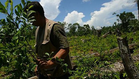 Los cárteles mexicanos comenzaron a impulsar cambios significativos en las adaptaciones de hoja de coca que se siembran, aumentando la producción de cocaína, incluso cuando la superficie cultivada se redujo. (Foto: Foto Referencial)