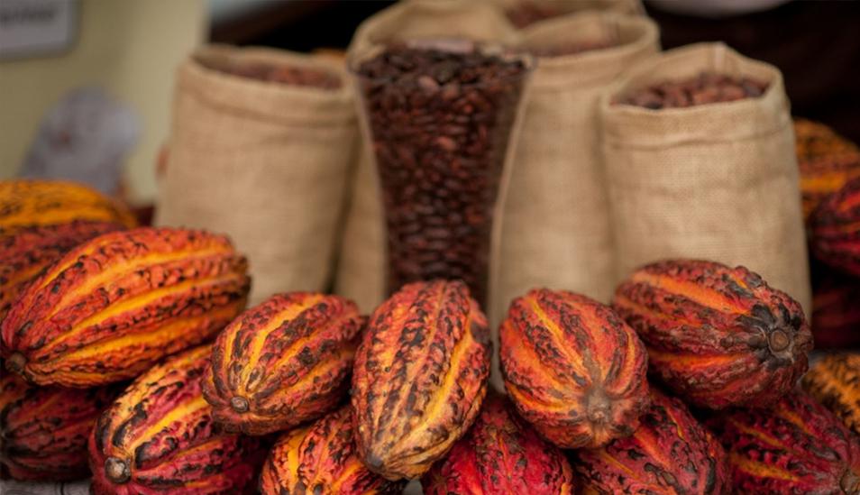 FOTO 13 | Cacao: debido a su gran calidad, fue incluido en la lista en el 2013. (Foto: andina)