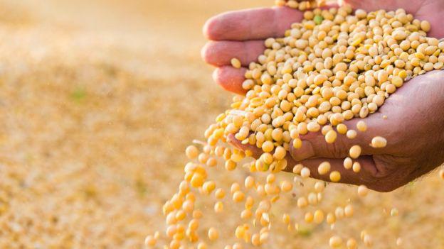 Soja (Foto: Getty Images)