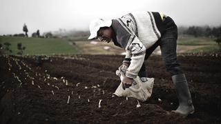 Cofide colocó S/ 20 millones a una tasa de 6.25% en primera subasta de FAE Agro