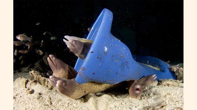 En el agua, los plásticos se rompen en pedazos diminutos, hasta alcanzar un nivel molecular. Los productos químicos pueden incluso filtrarse en los huevos de las anguilas, convirtiéndose en una de las primeras cosas que comen las anguilas jóvenes.