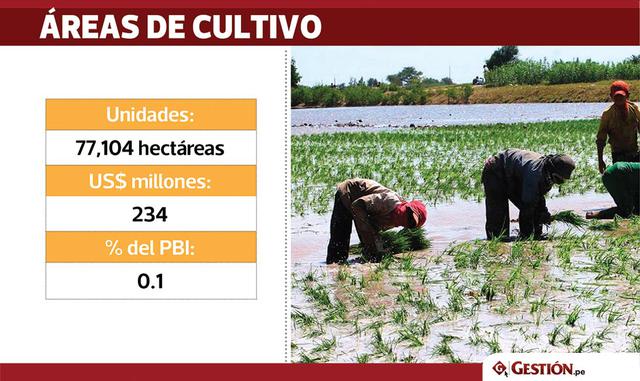 Las áreas de cultivo también sufrieron un fuerte impacto. Al menos hay 77,104 hectáreas dañadas a lo largo del Perú.