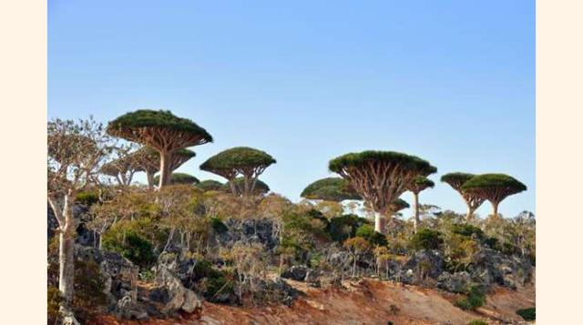 Árbol De La Sangre De Dragón, Socotra. Aislada en la costa de Yemen, la soledad de la isla de Socotra ha provocado que su fauna y flora se adapte, de las maneras más curiosas, al clima duro y caliente. Antiguamente la isla estaba repleta de numerosos teso