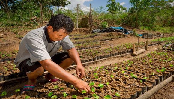 A pesar de que nuevos cultivos han empezado a despertar el interés de los pobladores del VRAEM, la producción hoja de coca continúa en crecimiento (Foto: Andina)