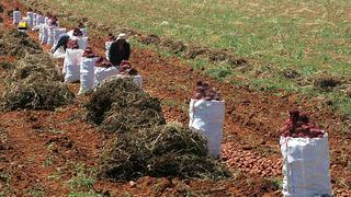 Minagri entregó S/ 4.41 millones para reactivar el agro en Lambayeque