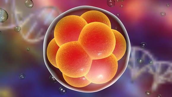 Estos experimentos son cruciales para que un día se puedan cultivar células madre, para formar extremidades que luego puedan ser trasplantadas sin tener que extraerlas de un donante. (Imagen referencial: Shutterstock).