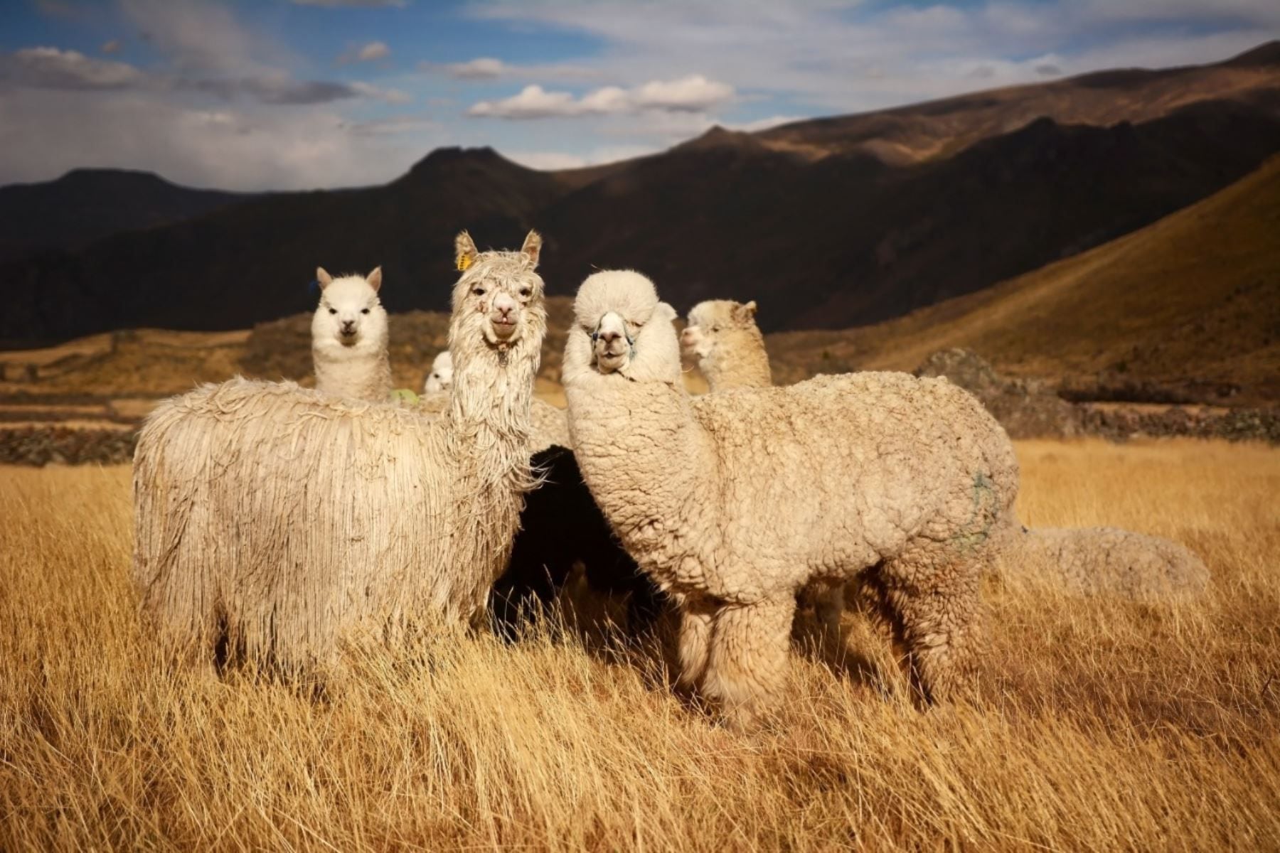 Estados Unidos, Italia y Noruega destacan entre los principales destinos de exportación de los productos peruanos de alpaca (Foto: Andina)