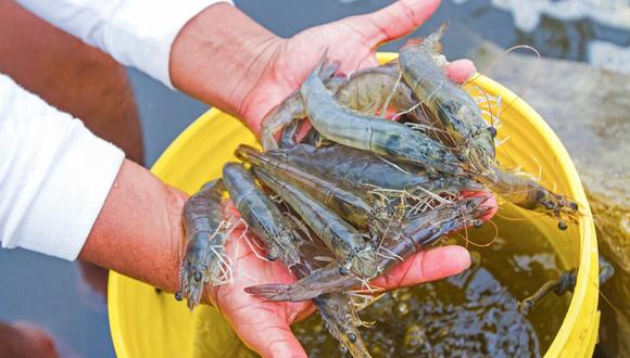 La temporada de pesca del camarón de río se extenderá, excepcionalmente, hasta el 2 de enero del 2024. (Foto: Produce)