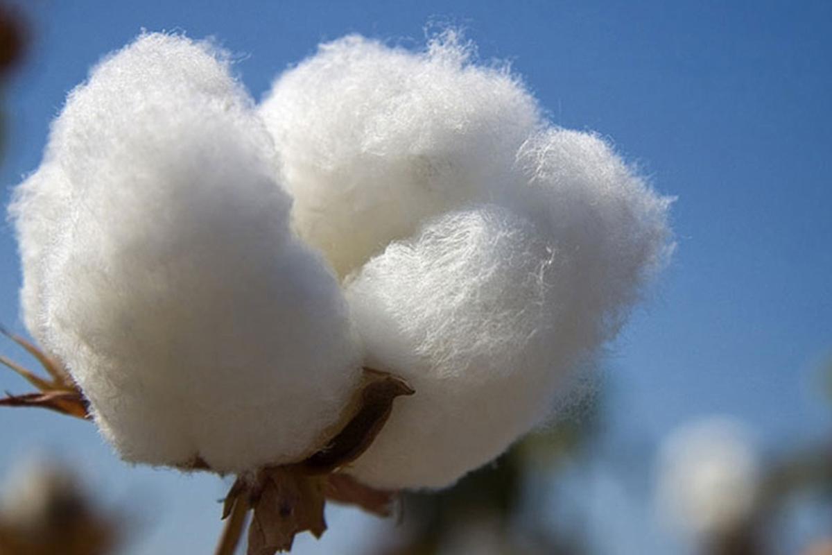 Entre lluvias y sequías, el algodón de EE.UU. no levanta cabeza, MUNDO
