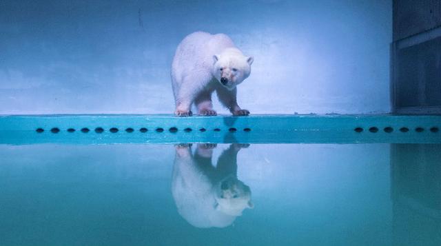 El parque natural británico Yorkshire Wildlife se ofreció para acoger a Pizza a cambio de que el centro comercial se comprometiera a no reemplazarlo con otro oso polar. Pero los responsables dijeron que no necesitaban ninguna intervención extranjera (Foto