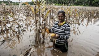 Niño Costero: Inundaciones generan pérdidas agrícolas por más de S/ 850 millones en el norte