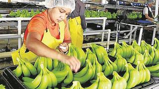 Variedades extranjeras de banano y café resistentes a plagas serán introducidas al Perú