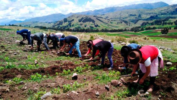 Agricultores de Puno en riesgos con sus cultivos por sequía. (Foto: GEC)