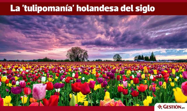 FOTO 2 | La 'tulipomanía' holandesa del siglo XVII:


Los precios alcanzaron más de cien veces la media de ingresos anuales de los holandesas por lo que las bulbos servían para comprar tierra, ganado, casas o para para pagar dotes matrimoniales.

Esta burbuja especulativa, considerada la primera de la historia, estalló en 1637 en una subasta en Haarlem que fue mal y hundió los precios, con la consecuencia de la quiebra de algunos bancos y de gente que perdió todo su patrimonio.