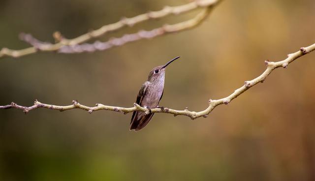 FOTO 2 | Los Bosques Secos del Marañón albergan 22 especies de aves que no se encuentran en ningún otro lugar en el mundo por lo que es un área reconocida por ornitólogos nacionales e internacionales. (Foto: Naturaleza y Cultura Internacional).