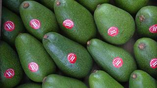 Las razones detrás de la caída de las exportaciones de palta peruana