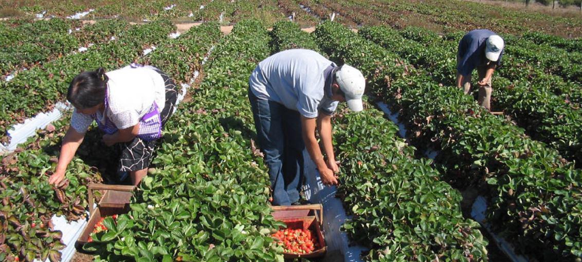 Los pequeños agricultores han sido los más afectados por la cuarentena. (Foto: Minam)