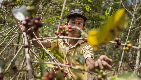 Del total de plantones que se sembrarán, 60,000 son de café y los otros 120,000 son de cinco especies forestales pino tekunumani, pino radiata, eucalipto saligna, capirona y caoba. (Foto: Adrián Portugal/PNUD Perú)
