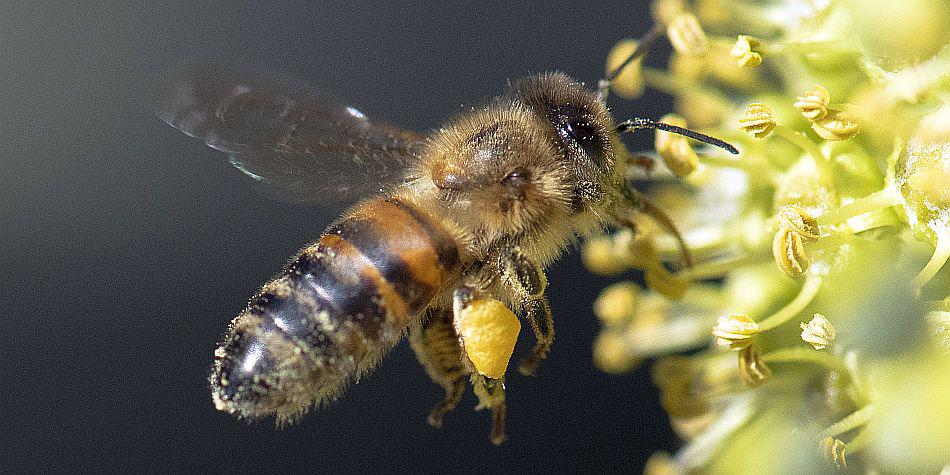 "Es un gran error reducir los fondos para la investigación de las abejas melíferas, es como negar el problema", dijo Gordon Frankie, investigador entomólogo de la Universidad de California Berkeley. (Foto: AFP) | Referencial