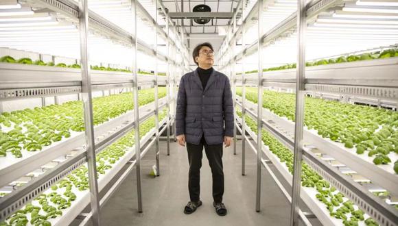 Farm 8 actualmente cultiva alrededor de 1.2 toneladas de vegetales por día en menos de 0.5 hectárea de tierra, repartida en tres ciudades de Corea del Sur, incluida una concurrida estación de metro en la capital del país.