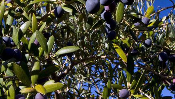 Productores pierden hasta el 90% de cultivos de olivo