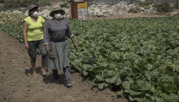 Según datos del Ministerio de Agricultura y Riego (Midagri), la campaña iniciada en agosto de este año empezó con una caída de las áreas sembradas. (Foto: Anthony Niño de Guzmán / GEC)