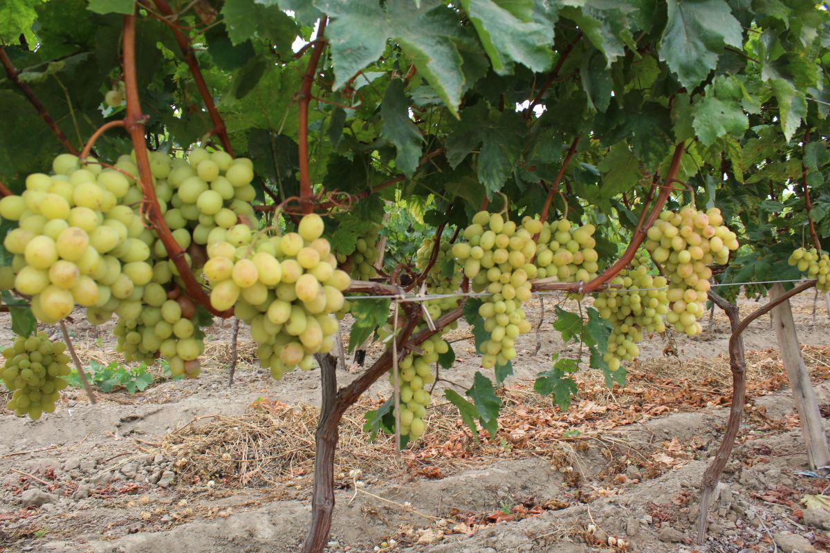 Perú ya cuenta con Banco de Germoplasma de Vid  (Foto: Difusión)