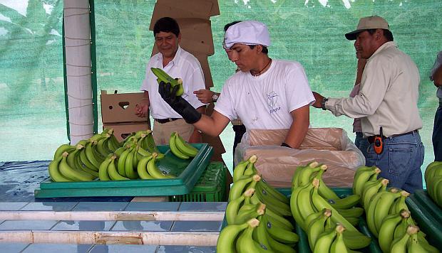 Los principales destinos del banano orgánico peruano son Países Bajos y Estados Unidos. (Foto: GEC)