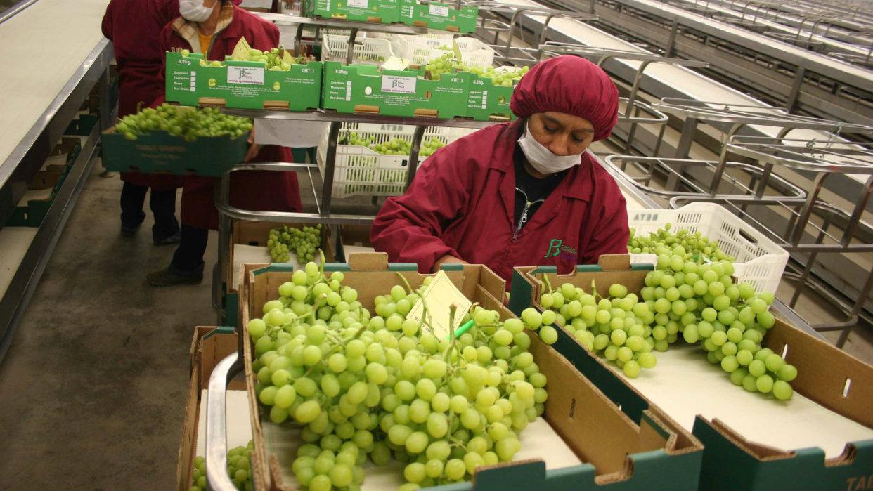 Las exportaciones peruanas de uvas registraron un valor de US$ 272 millones, un 4% más que en el año pasado (Foto: Andina).