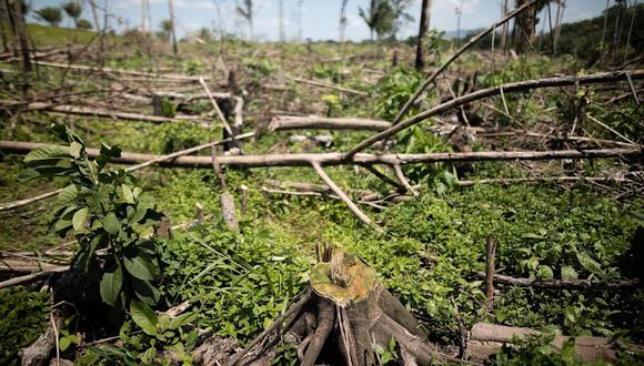 Gran parte de la atención del mundo se centra en el lamentable historial de Brasil en términos de protección de la selva tropical; sin embargo, en la vecina Colombia, franjas de la Amazonía se están convirtiendo en un mosaico de partes de selva intercaladas con amplias fincas ganaderas. (Foto: Bloomberg)
