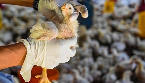 Brasil, el mayor exportador de pollo del mundo.(Foto: AFP)