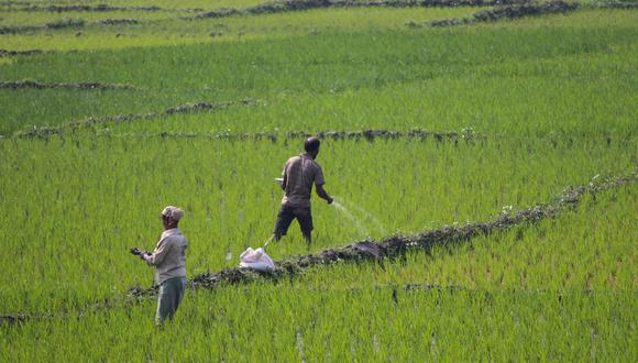 Por ahora, alrededor de 250 mil agricultores y agricultoras están inscritos en dicho padrón. (Foto: Bloomberg)