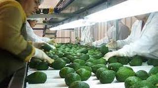 Exportaciones de palta peruana crecieron 30% en campaña del 2021, reportó Senasa