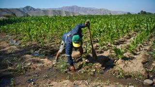 Comex: brecha en infraestructura agraria es de S/ 7,000 millones