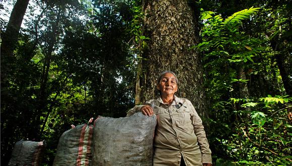 Bosques Amazónicos trabaja con 600 recolectores de castaña amazónica, quienes también perciben un ingreso por la venta de bonos de carbono, según la empresa. La compañía evalúa trabajar con otros tipos de cultivos exóticos, como el aguaje.