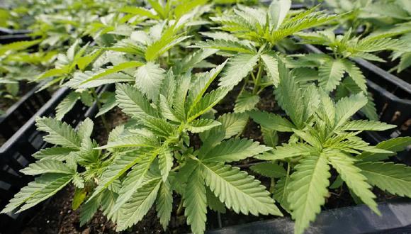 Un total de 24 estados estadounidenses, más el distrito de Columbia, donde se encuentra la capital, Washington, ya han legalizado el cannabis, y otros 14 permiten un uso exclusivamente médico. (Foto de AP/Mary Altaffer)