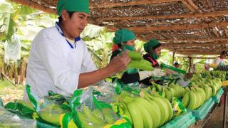 Producción de banano orgánico se recupera mientras surge iniciativa para prevenir el Fusarium 