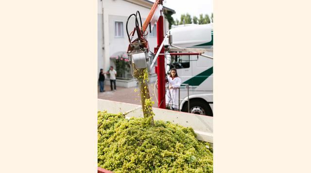 Cantine Rolando,  uno de los centros de acopio de uva más importante para Riccadonna,  controla la calidad de la uva y elabora el mosto (jugo de uva) que es conservado a cero grados de temperatura. Este se traslada luego a planta para su fermentación natu