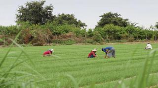 ComexPerú: Regalar dinero no va a solucionar los problemas del agro