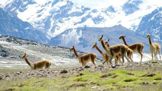 Serfor ejecutará proyecto a favor de la vicuña y las comunidades campesinas en Junín