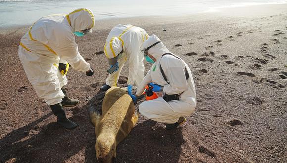 Sernanp reporta cerca de 3500 lobos marinos muertos por gripe aviar en áreas protegidas. Foto: Sernanp