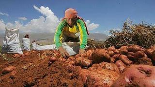 Producción agropecuaria creció 1.8% en los primeros ocho meses del año