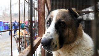 Productor de carne de perro en Corea del Sur, un trabajo mal visto